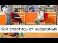 Как спастись от насекомых - Школа доктора Комаровского