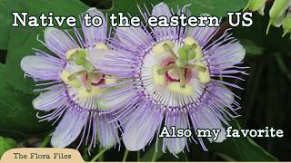 Maypop: The Flower, The Fruit, The Legend (Passiflora incarnata)