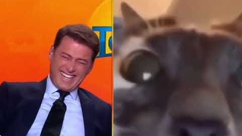 Cat interrupts news interview🐈‍⬛😂