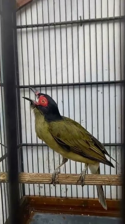 burung langka gacor doorr Ara Mata Merah