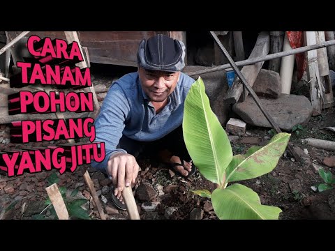 cara menanam pohon pisang yang benar 