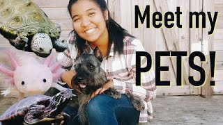 MEET ALL OF MY PETS 2018!