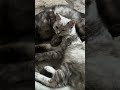 Kucing lagi santai