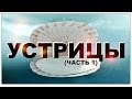 Галилео. Устрицы (часть 1)