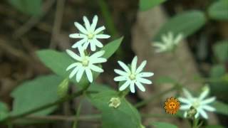 Nature: Flowers in Georgia Geogia State Flower