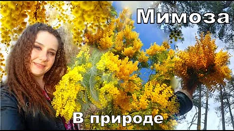 Мимоза а природе,  как Акация серебристая цветет в марте в Абхазии