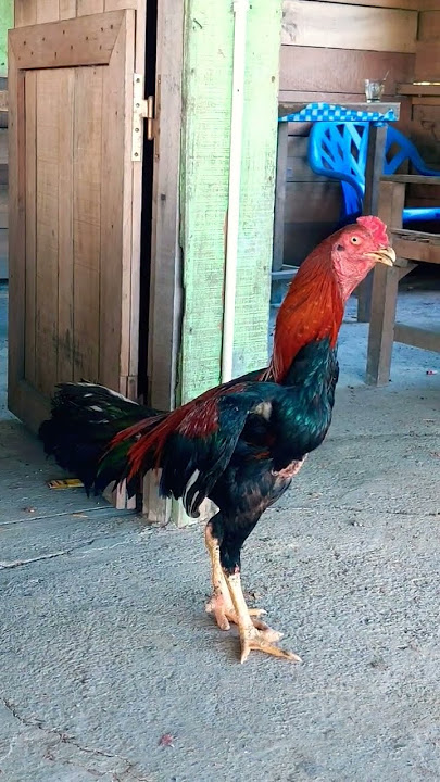 Salah satu Jagoan kampung 🐓😆 #ayamjago #ayampakoy #ayampelangi