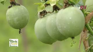 Growing passion fruits for profits | SEEDS OF GOLD
