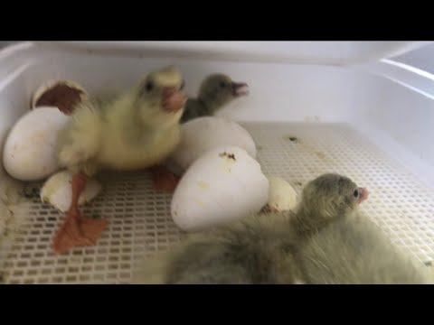 Video: Jinsi Ya Kukuza Goslings Kwenye Incubator