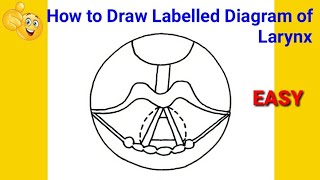 how to draw larynx | how to draw larynx step by step | how to draw larynx class 8 | larynx