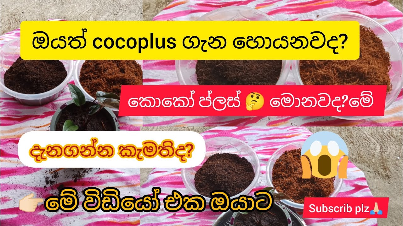 කොකෝ ප්ලස් ගැන ඔයා දන්නැද්ද? එහෙනම් ඔයා මේක බලන්නම ඕන 😊🤗#srilanka #garden #plant #viralvidio 
