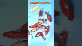 【金魚】更紗和金と玉サバ～！紅色が濃くて綺麗です！