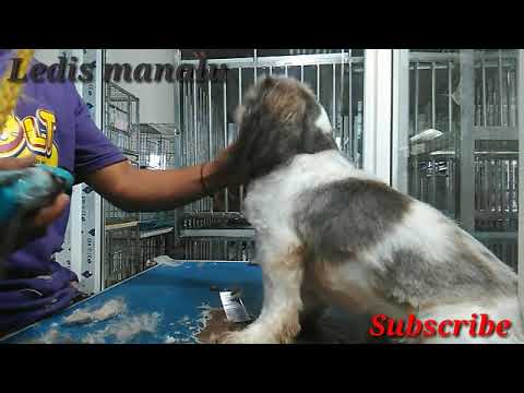 Video: Cara Memangkas Anjing