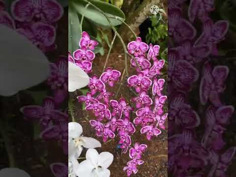 beautiful Orchid flower plant | 