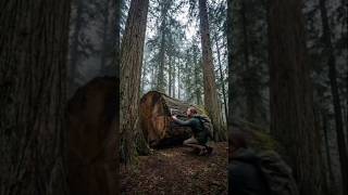Stop Watching Viral Ai Video #shorts #wolves #treehouse #survival Forest life willdlife USA
