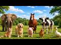 Animal sound for kids🦒🐧🐱 Cute Animal Sounds For Toddlers and Farm Animals .