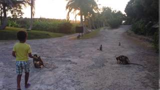 Barbados wildlife reserve Oct 2015.