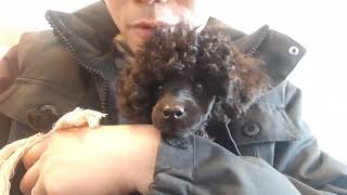 3 Months Old Puppy Toy Poodle Barking To The Camera