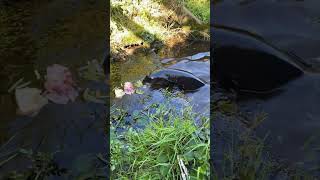Eel Extends Itself out of Water To Get a Snack