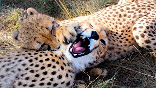 Did You Know That Cheetah Kill By Suffocating Their Prey? | The Lion Whisperer