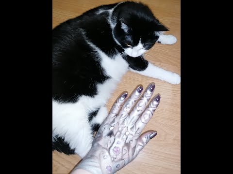 #Țupi #funny #cat against a #knight #hand