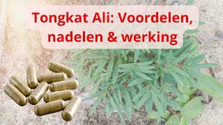 Tongkat Ali: De Voordelen, Nadelen \u0026 Werking