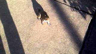 Stumpy the Tail-less Squirrel!