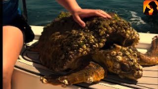 Sick Sea Turtle Covered in Barnacles Makes an Incredible 92-Day Transformation