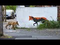 Efecto Coronavirus  //  Animales invaden las calles por cuarentena