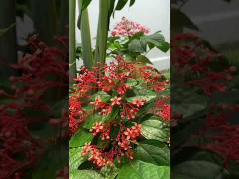 Video: Clerodendrum-blomster: hjemmepleje, reproduktion, foto