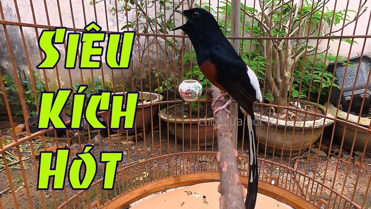 ⚡Chòe lửa kích lửa cực sung ,Choè Lửa hót đảo giọng  kích chim nhanh ra giọng học giọng cực hay