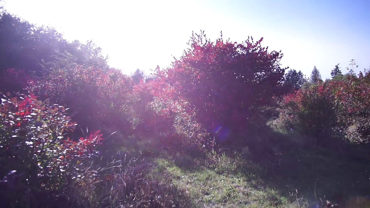 social commentary poems Just some blueberry fields in autumn, nothing special