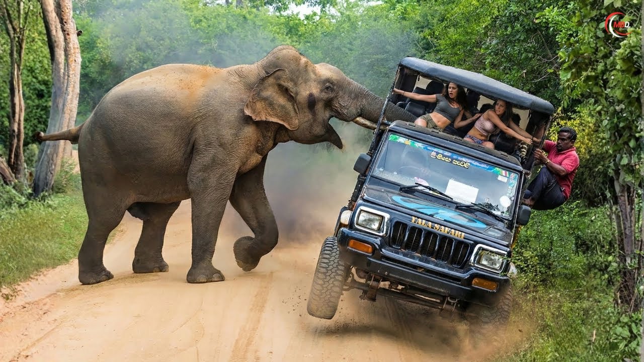 80 Craziest Animal Rampage Moments Caught on Camera