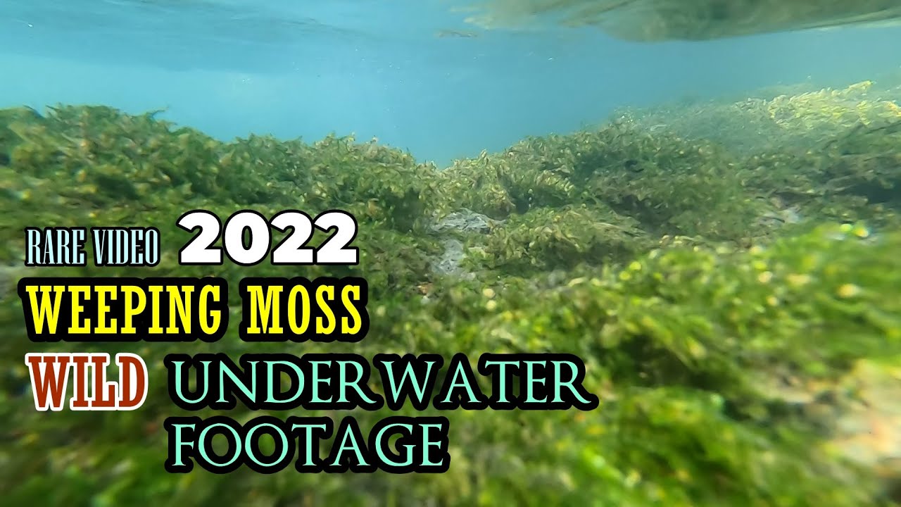 Rekaman Bawah Air Moss Weeping di habitat Aslinya