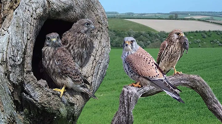 Kestrels of Fotherdale  | The Survival Story of a ...