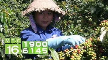 Nên trồng xen cây gì trong vườn cà phê? | VTC16