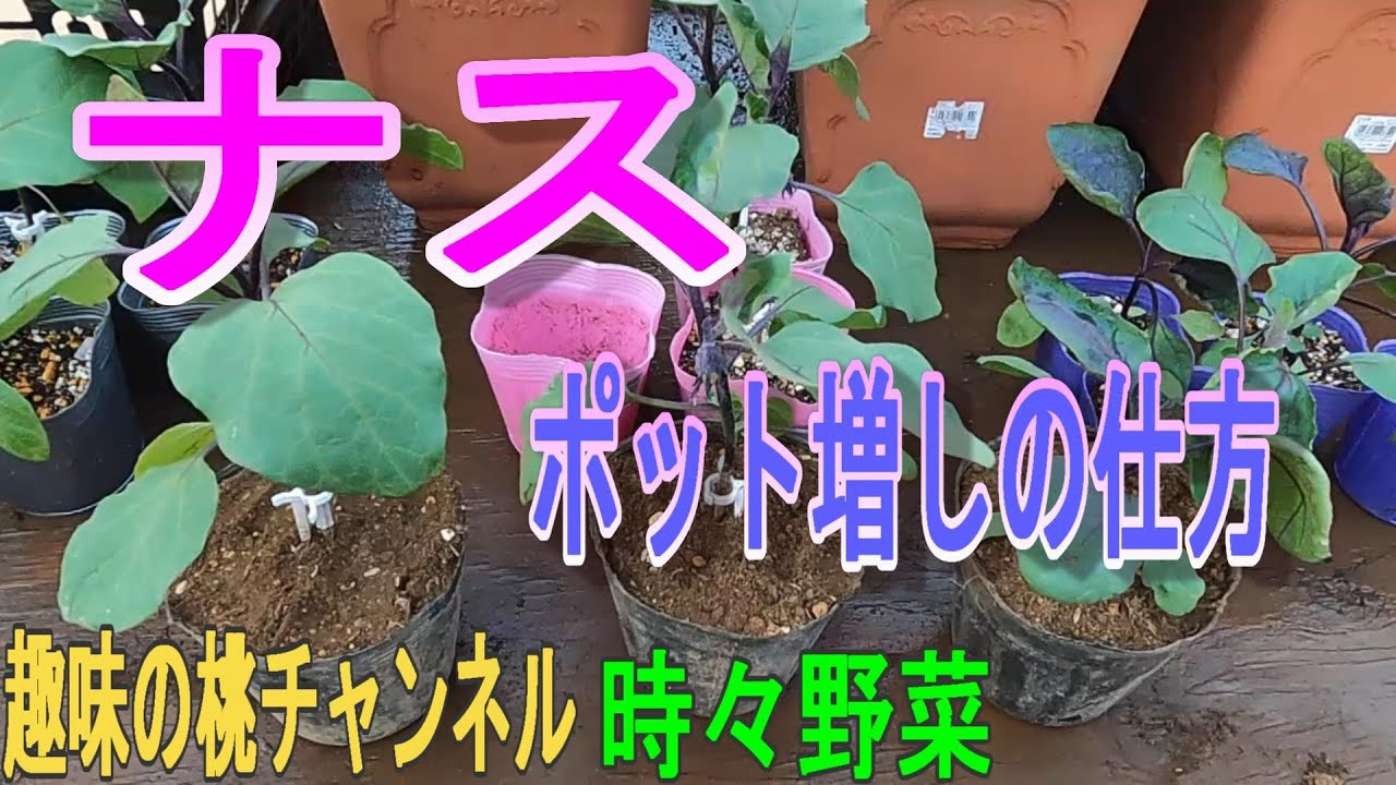 Eggplant] How to repot eggplants 23/5/8 - YouTube