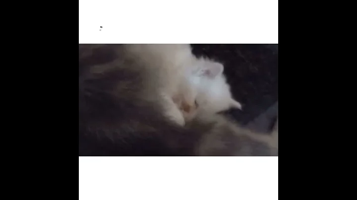 Video 9611961: persian kitten doll, persian kitten baby, persian cat baby