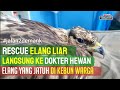 RESCUE WILD EAGLE • A Wild Eagle Falls in a Batam Resident&#39;s Garden • Changeable Hawk - Eagle