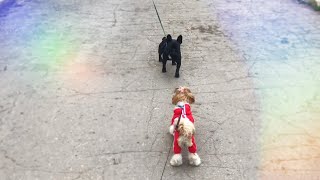 Собака ши-тцу гуляет в парке с друзьями!/ Интересные игры Собака ши-тцу гуляет в парке с друзьями!/ Интересные игры