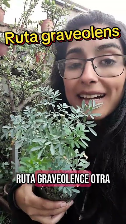 DIFERENCIA RUDA Y RUDON #plantasresistentes