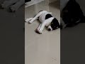 Kleos##tired after eating