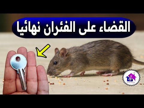 طرد الفئران نهائيا بمكون تخلصي من الجرذان إلى الأبد