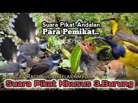 SUARA PIKAT BURUNG SIKATAN RIBUT. KOMBINASI SOGON DAN PRENJAK. TERBUKTI AMPUH..