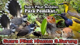 SUARA PIKAT BURUNG SIKATAN RIBUT. KOMBINASI SOGON DAN PRENJAK. TERBUKTI AMPUH..