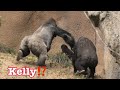 Gorilla 🌷 Kelly and Rapunzel are bad mood ⁉️ Los Angeles Zoo