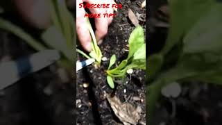 why you need to thin beet seedlings #short