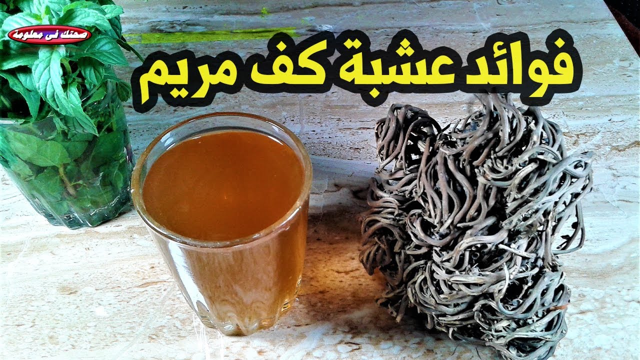 ماهى الامراض التى تعالجها كف مريم 19 فائدة فى كف مريم لعلاج الكثير من الامراض Youtube