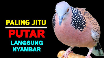 Suara Burung Tekukur Gacor Paling Bagus 2025 Cocok Untuk Pancingan Agar Bunyi