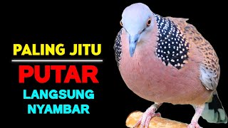 Suara Burung Tekukur Gacor Paling Bagus 2025 Cocok Untuk Pancingan Agar Bunyi
